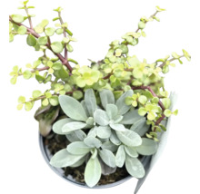 Zimmerpflanze im Topf mit verschiedenen grünen Blättern