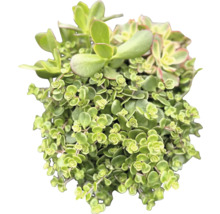 Sukkulente Pflanze mit kleinen Blättern