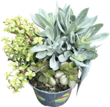 Sukkulenten Arrangement in Topf