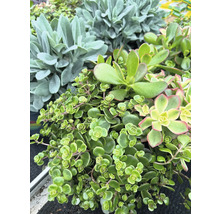 Nahaufnahme verschiedener grüner Sukkulenten