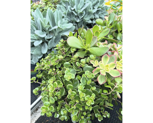 Nahaufnahme verschiedener grüner Sukkulenten