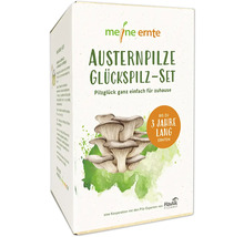 Meine Ernte Austernpilze Glückspilzset in der Verpackung