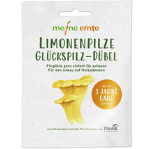 Meine Ernte Limonenpilze Glückspilz-Dübel Packung für den Anbau auf Holzstämmen