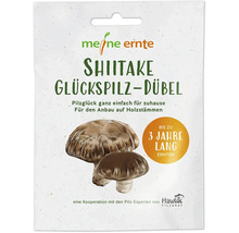 Meine Ernte Shiitake Glückspilz Dübel Packung für den Anbau von Pilzen auf Holzstämmen