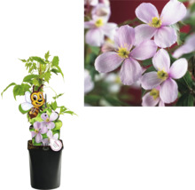 Clematis im Topf mit Blüten