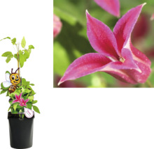 Clematis Pflanze im Topf, Nahaufnahme einer Clematis Blüte