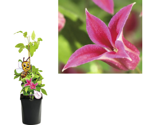 Clematis Pflanze im Topf, Nahaufnahme einer Clematis Blüte