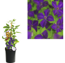 Clematis im Topf mit Rankhilfe