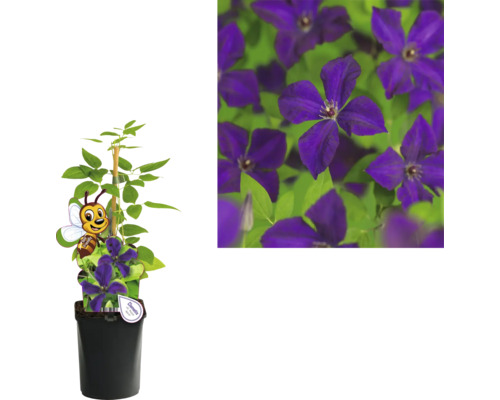 Clematis im Topf mit Rankhilfe