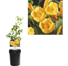 Trompetenblume in einem Topf