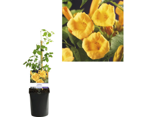 Trompetenblume in einem Topf