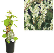 Kletterpflanze mit weißen Blüten im Topf