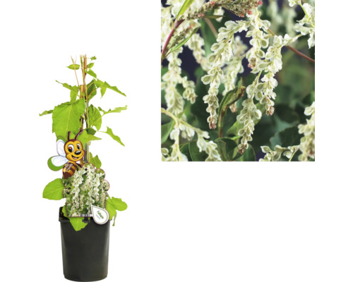 Kletterpflanze mit weißen Blüten im Topf