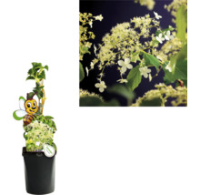 Rispenhortensie im Topf mit Insektenaufkleber