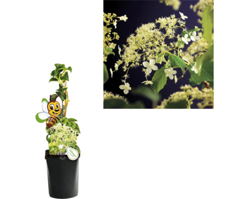 Rispenhortensie im Topf mit Insektenaufkleber