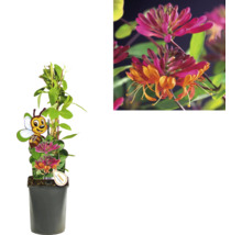 Pflanzenbild einer Heckenkirsche im Topf mit Blüten