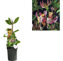 Geißblattpflanze im Topf mit ''Bienenfreundlich'' Symbol