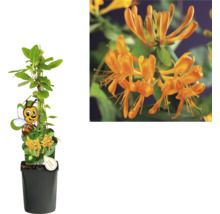 Aufrecht wachsende, orangefarbene Geißblattpflanze im Topf