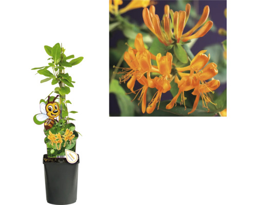 Aufrecht wachsende, orangefarbene Geißblattpflanze im Topf