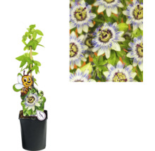 Passionsblume im Topf mit Rankhilfe