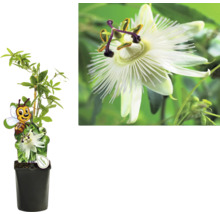 Passionsblume im Topf mit Rankhilfe und Nahaufnahme einer Blüte.