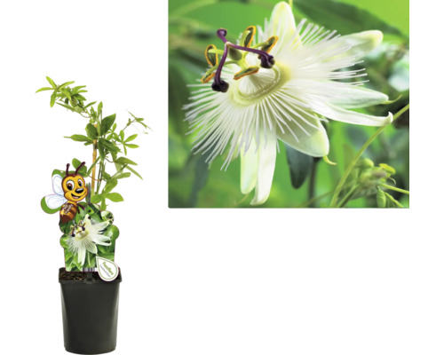 Passionsblume im Topf mit Rankhilfe und Nahaufnahme einer Blüte.