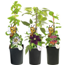 Drei Kletterpflanzen in Töpfen: Passionsblume, Clematis und Heckenkirsche