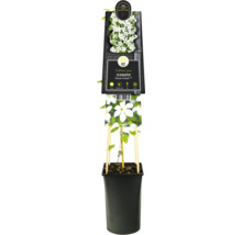 Clematis Forever Friends im Topf