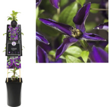 Clematis Noora im Topf