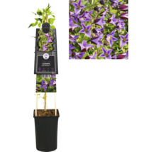 Clematis im Topf mit lila Blüten