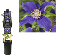 Clematis Pflanze im Topf mit blauen Blüten