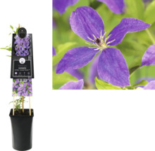 Clematis Pflanze im Topf mit lilafarbenen Blüten.