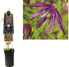 Clematis im Topf mit Rankhilfe