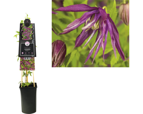 Clematis im Topf mit Rankhilfe