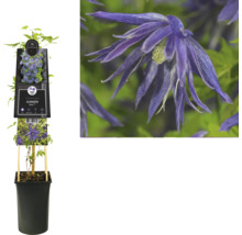 Clematis Pflanze im Topf