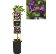 Clematis Pflanze im Topf