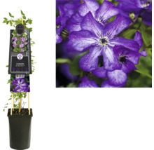 Clematis im Topf mit Rankhilfe und lila Blüten