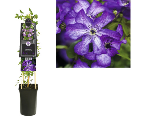 Clematis im Topf mit Rankhilfe und lila Blüten