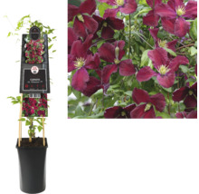 Clematis Viticella in einem Topf mit Rankhilfe und blühende Clematis