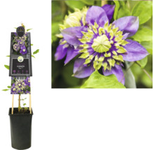 Clematis ''Taiga'' in einem Topf mit Rankhilfe