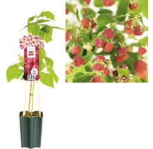 Himbeerpflanze im Topf mit reifen Früchten