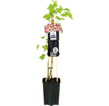 Schwarze Johannisbeerpflanze im Topf mit Stützstäben und Etikett