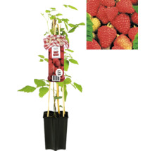 Himbeerpflanze im Topf mit Etikett