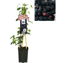 Brombeerpflanze im Topf mit Früchten