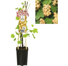 Weiße Johannisbeere im Topf mit Rankhilfe und Detailaufnahme der Beeren