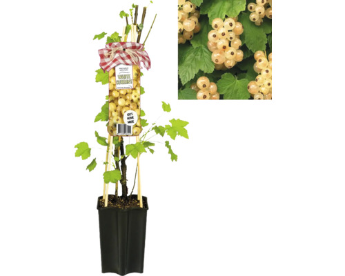 Weiße Johannisbeere im Topf mit Rankhilfe und Detailaufnahme der Beeren