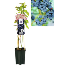 Blaubeer-Pflanze im Topf mit Früchten als Detailaufnahme