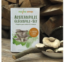 Meine Ernte Austernpilze Glückspilz-Set für den Anbau zu Hause