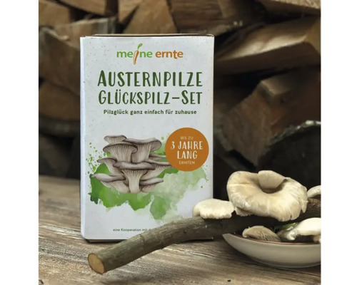 Meine Ernte Austernpilze Glückspilz-Set für den Anbau zu Hause