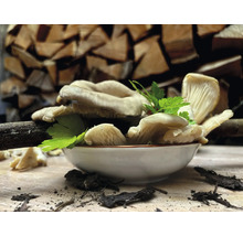 Austernpilze in einer Schale mit Holzscheiten im Hintergrund